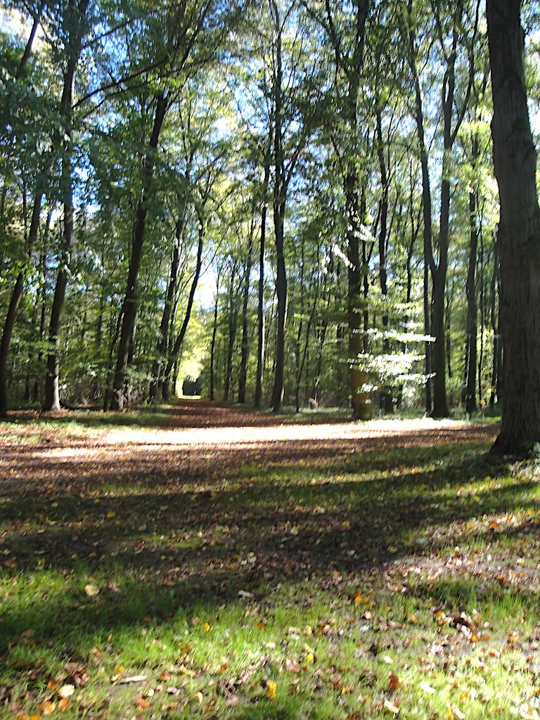 Herbstwald