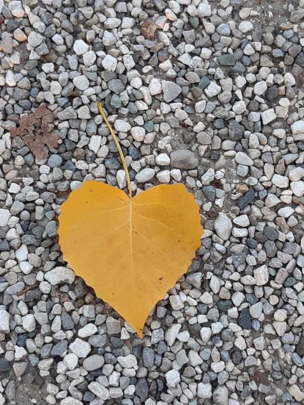 Mehr Informationen zu "Herbst mit Herz"