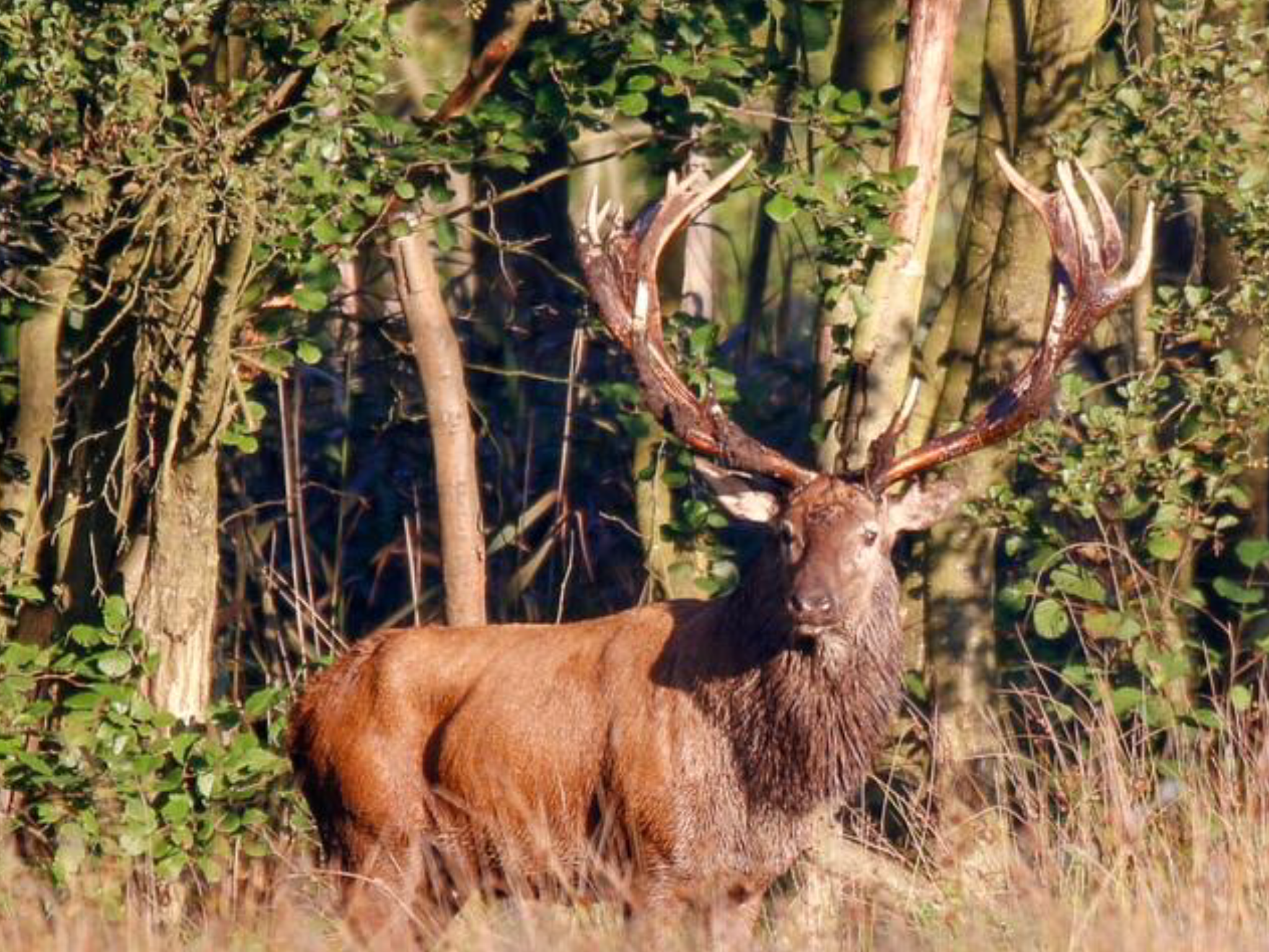 Im Herbst ist die Zeit der Jagd und den kulinarischen Genüssen.