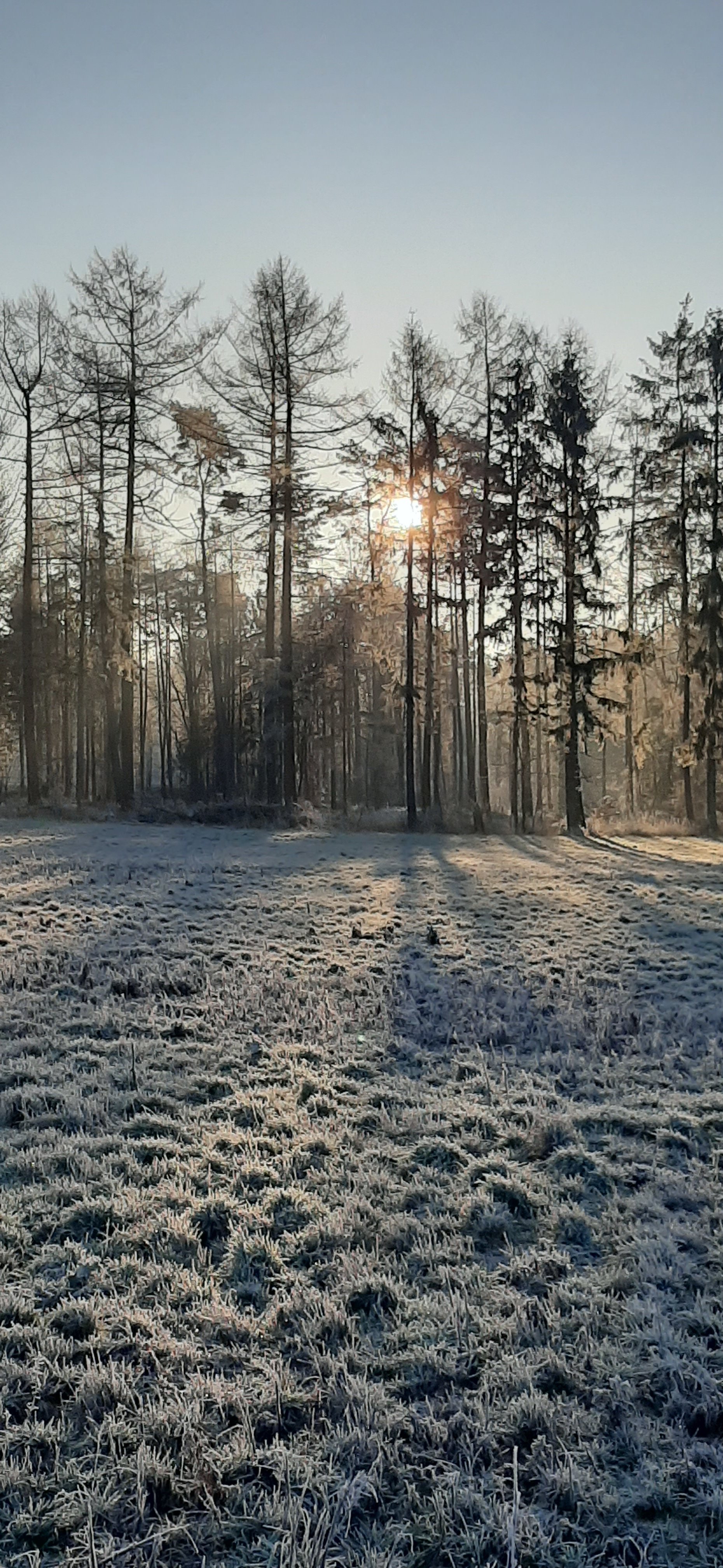 Frostiger Morgen