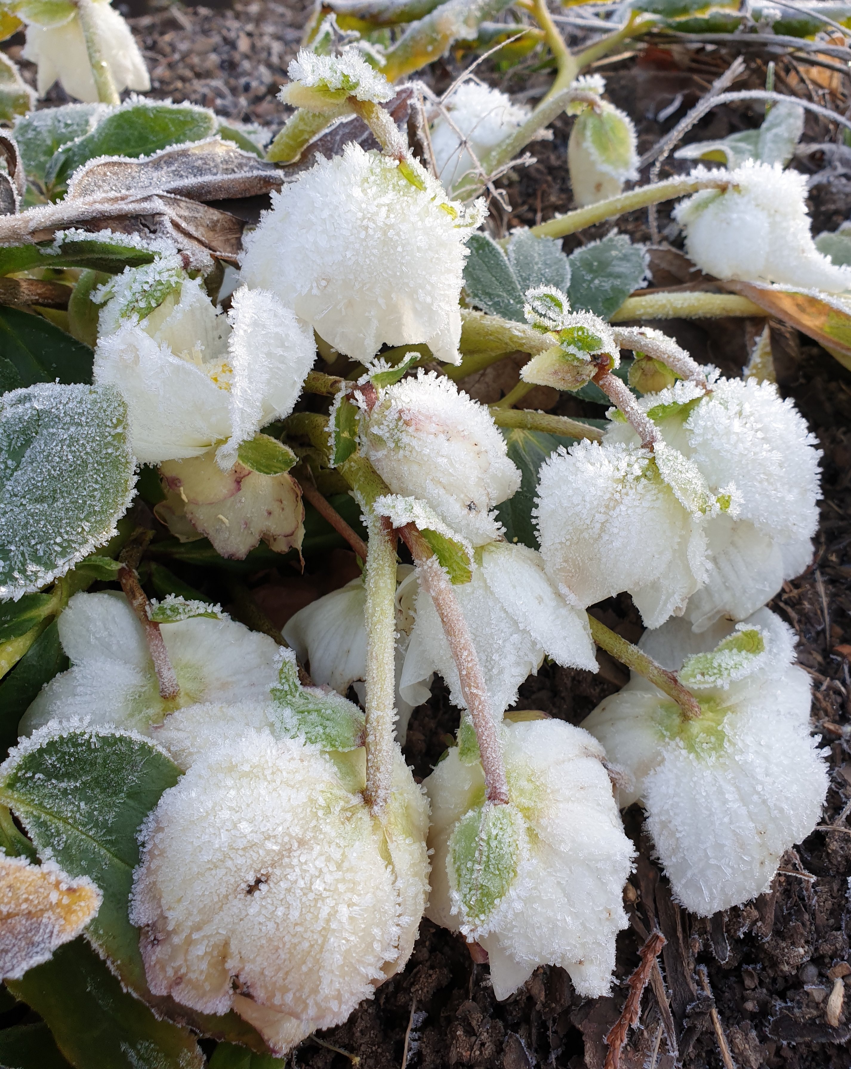 Väterchen Frost ist da