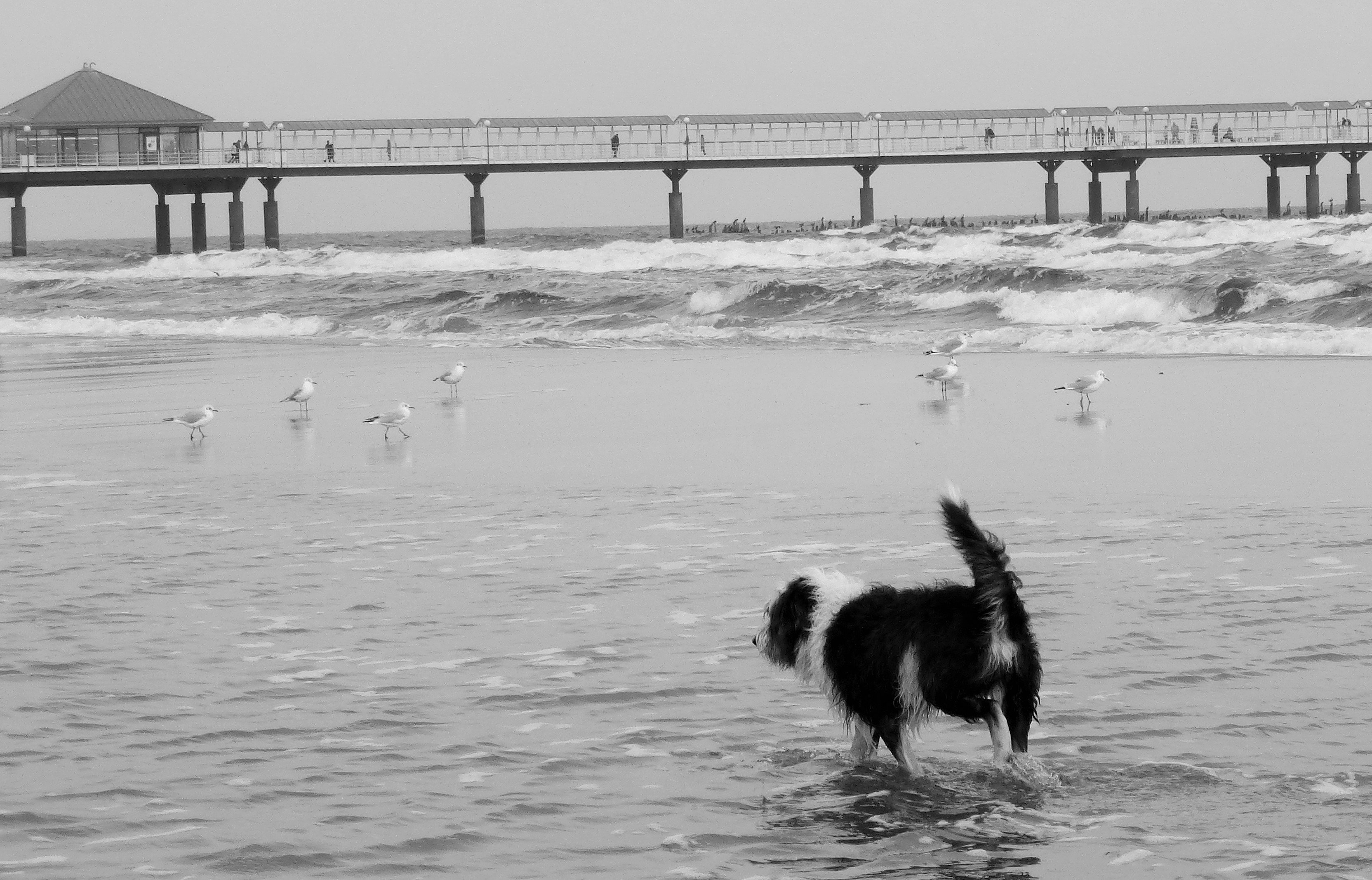 Hund am Meer