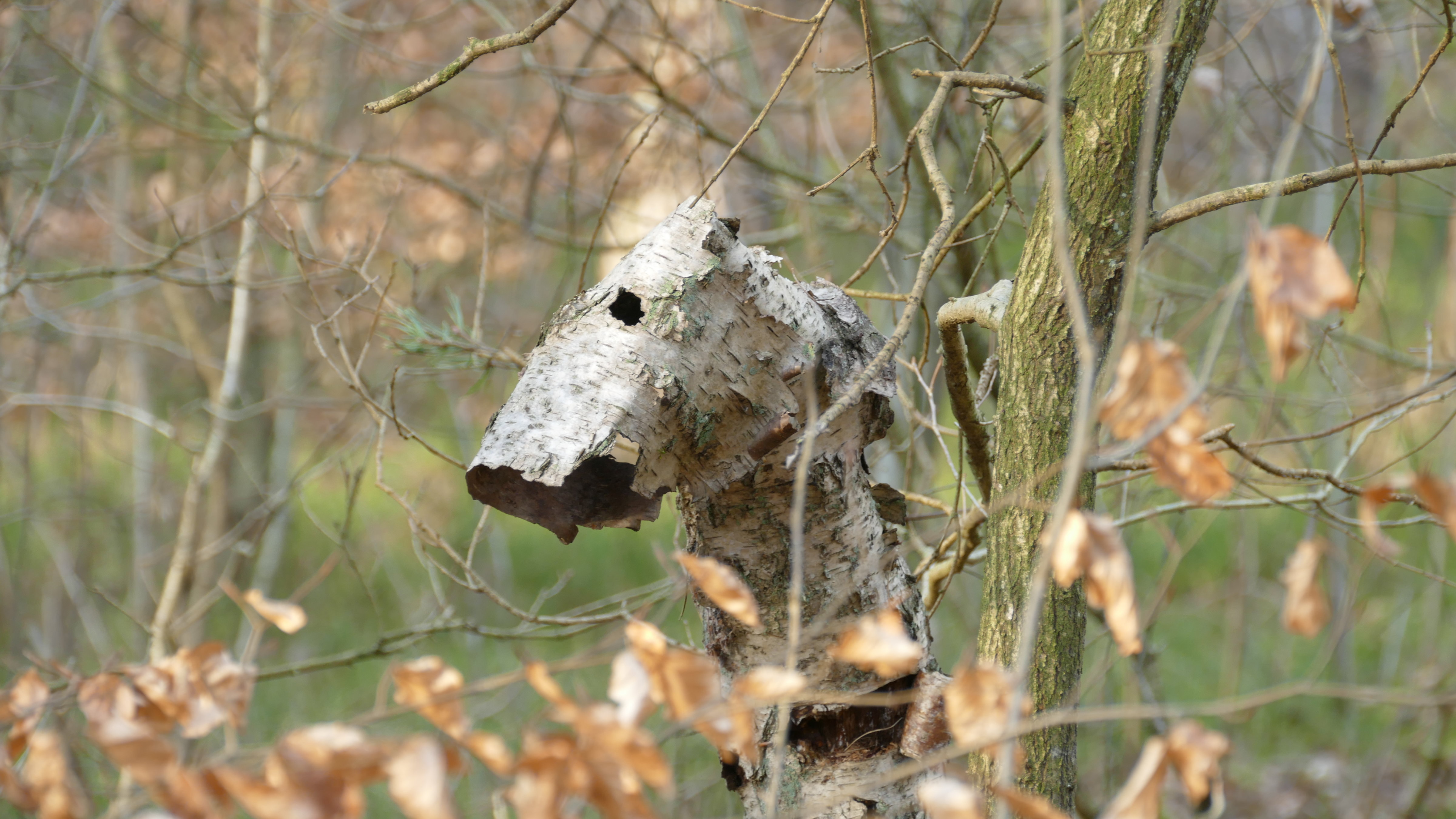 Idefix im Herbstwald