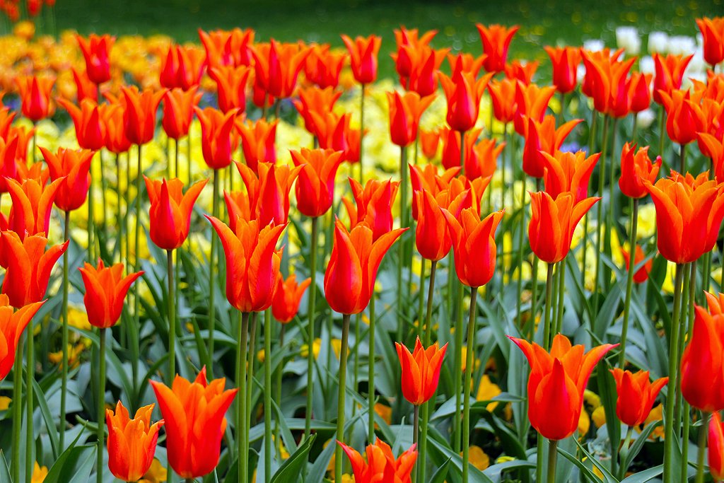 Tulpenblüte