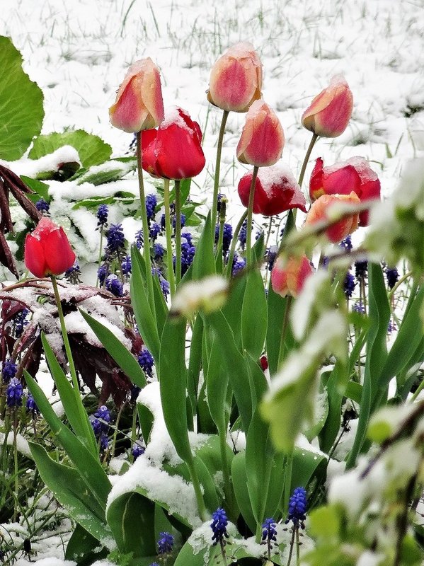 Mehr Informationen zu "Vom Schnee überrascht"