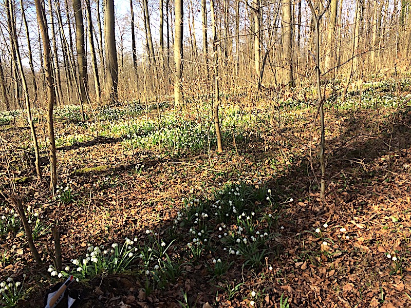 Märzenbecherblüte