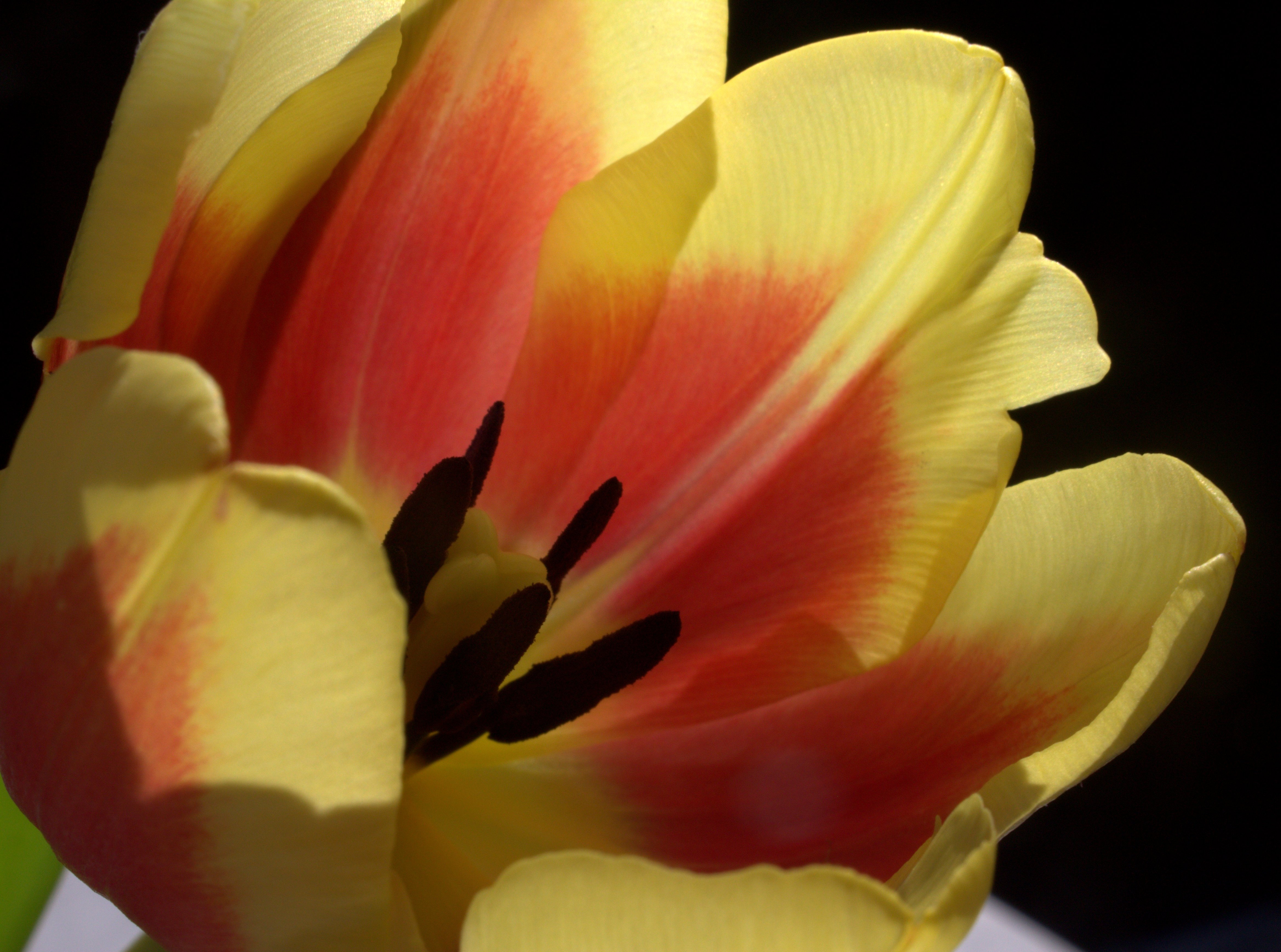 Tulpenblüte