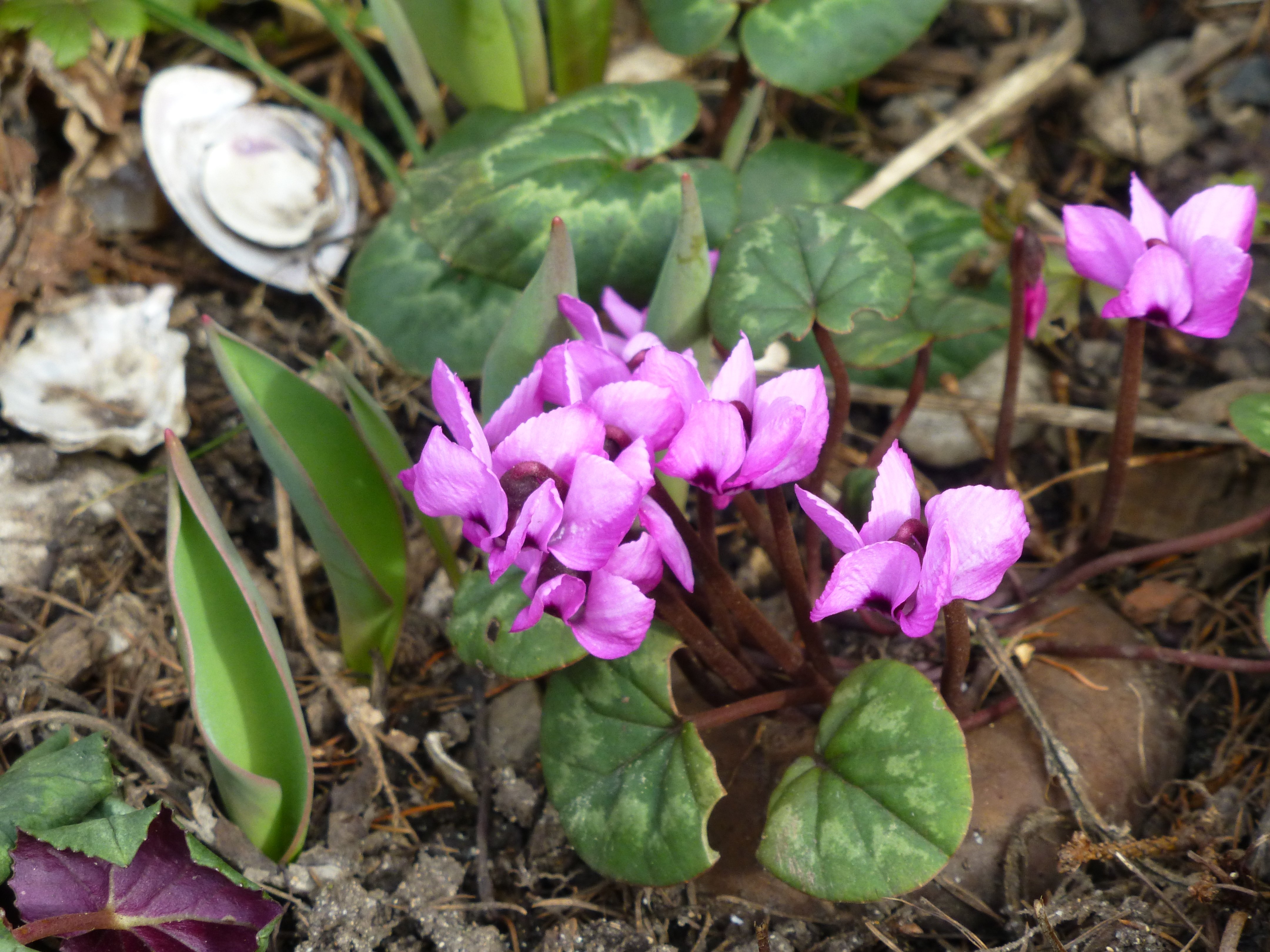 Gartenschönheiten