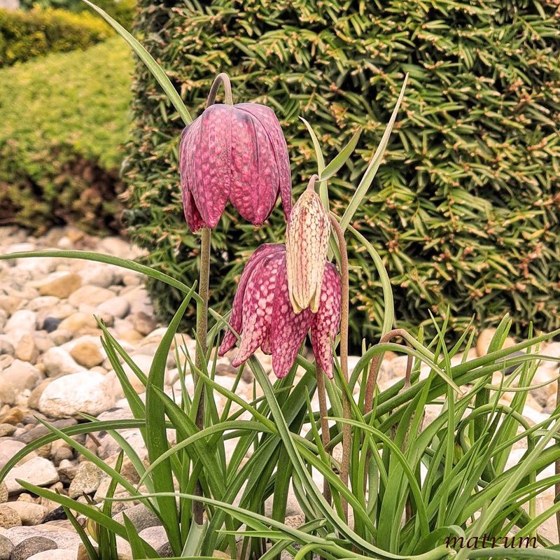 Mehr Informationen zu "Schachblume trotzt Aprilwetter"