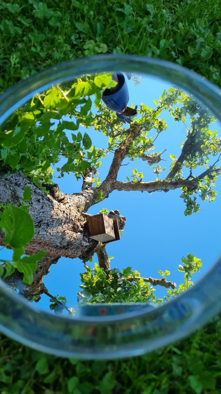 Mehr Informationen zu "Spiegelbaum"