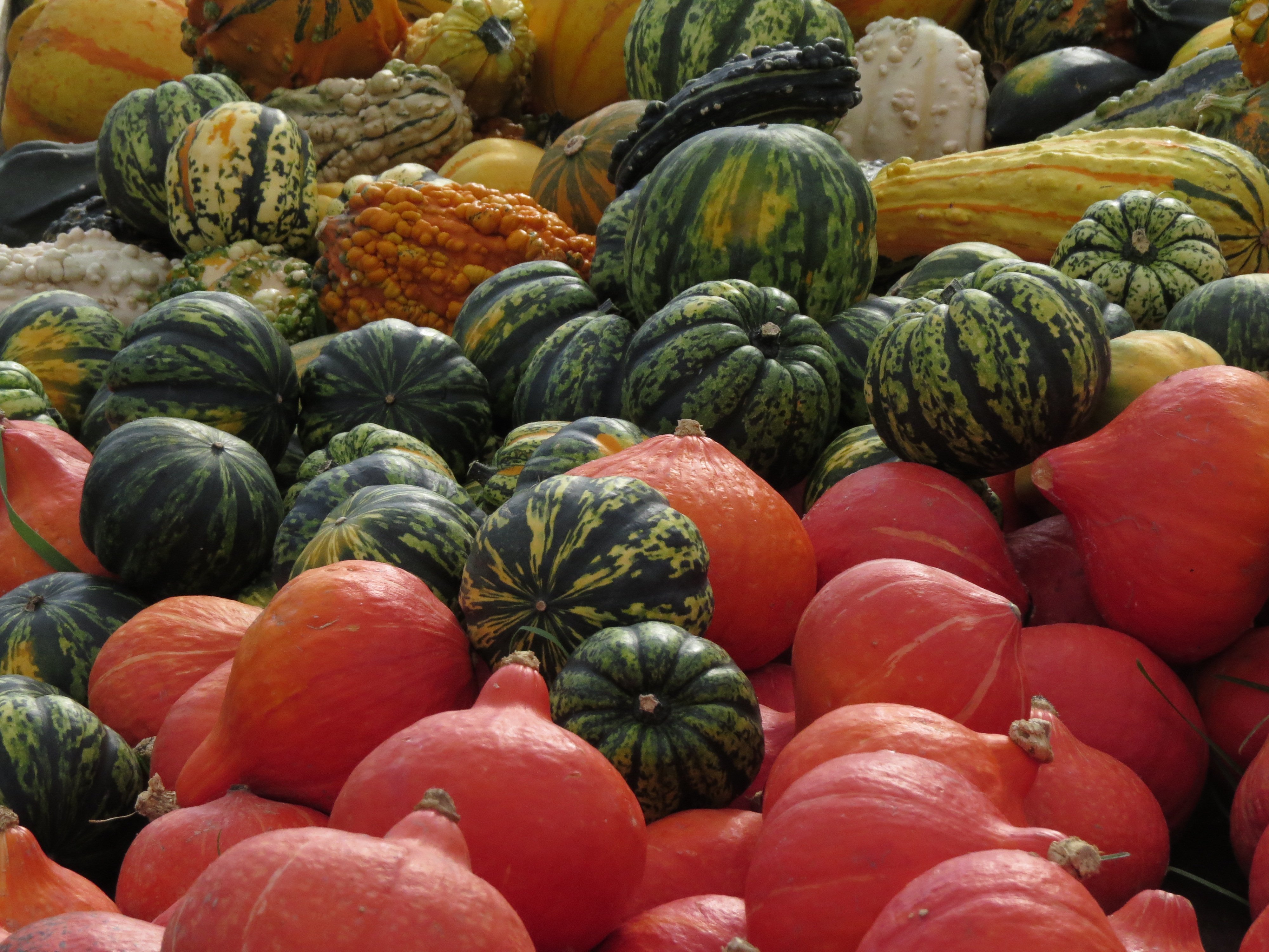 Herbstliche Kürbisvielfalt