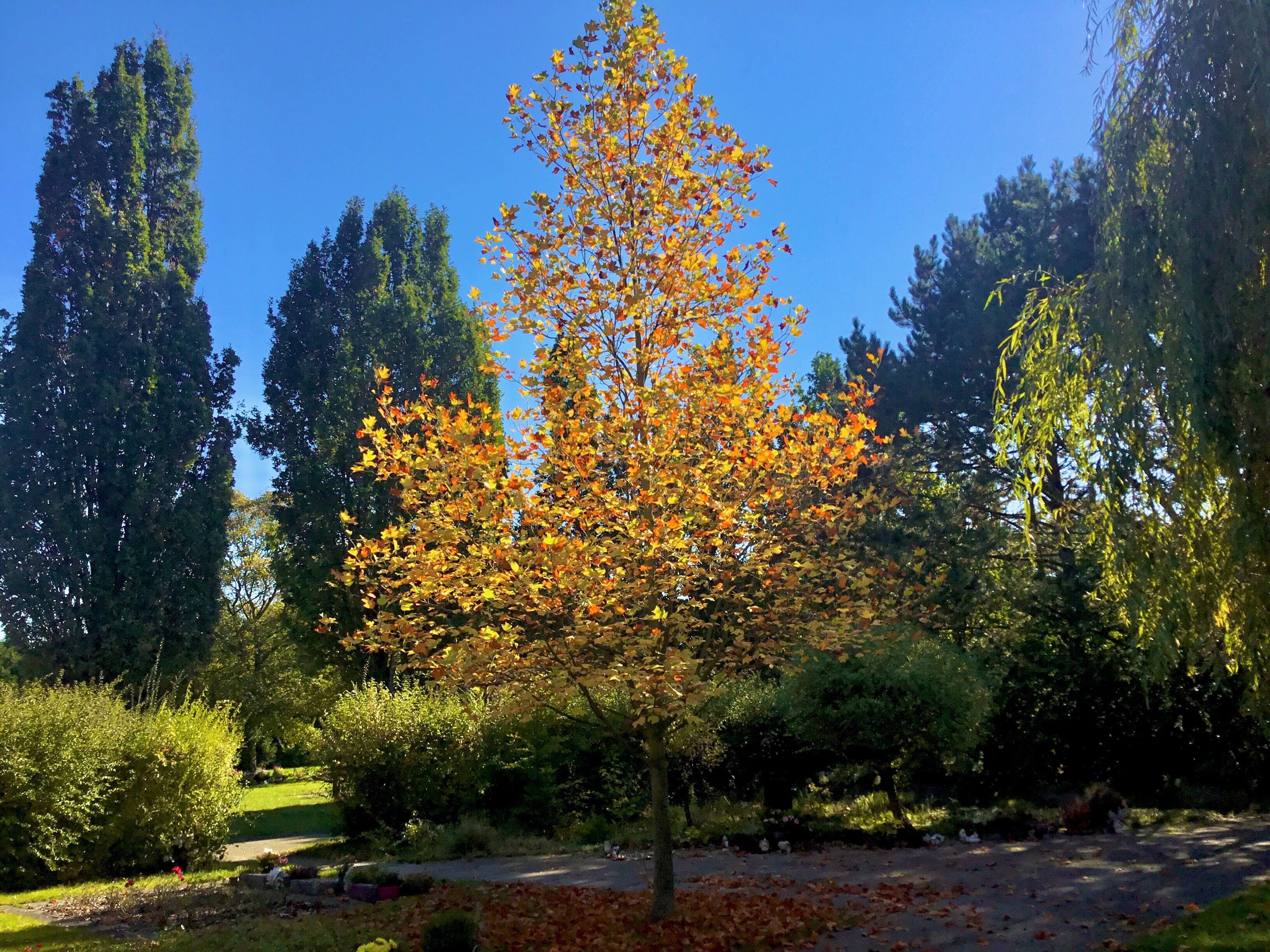 Herbst im Friedhof