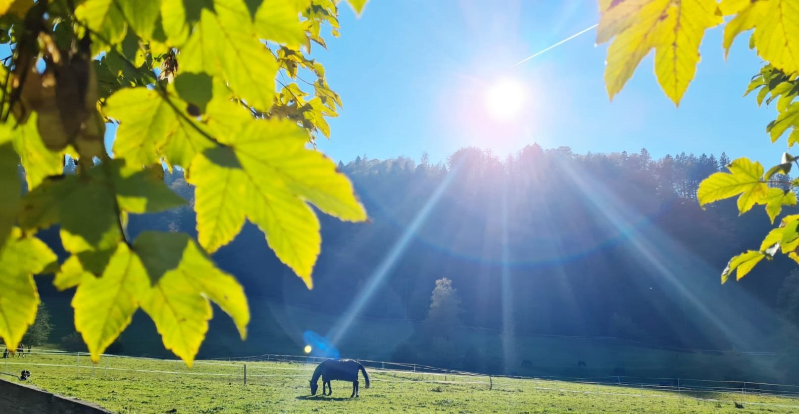 Herbstschönheit