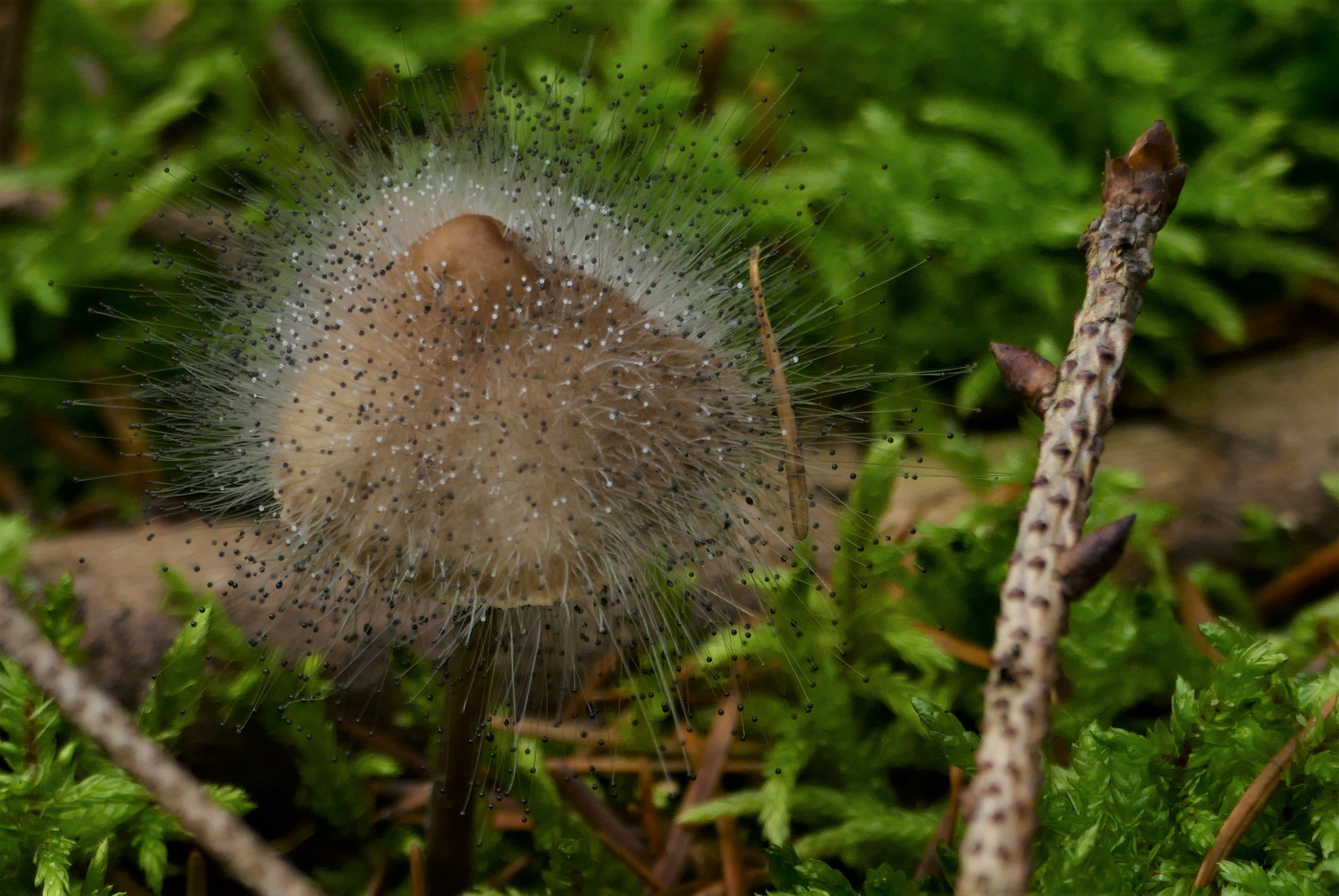 Zwei Pilze in einem