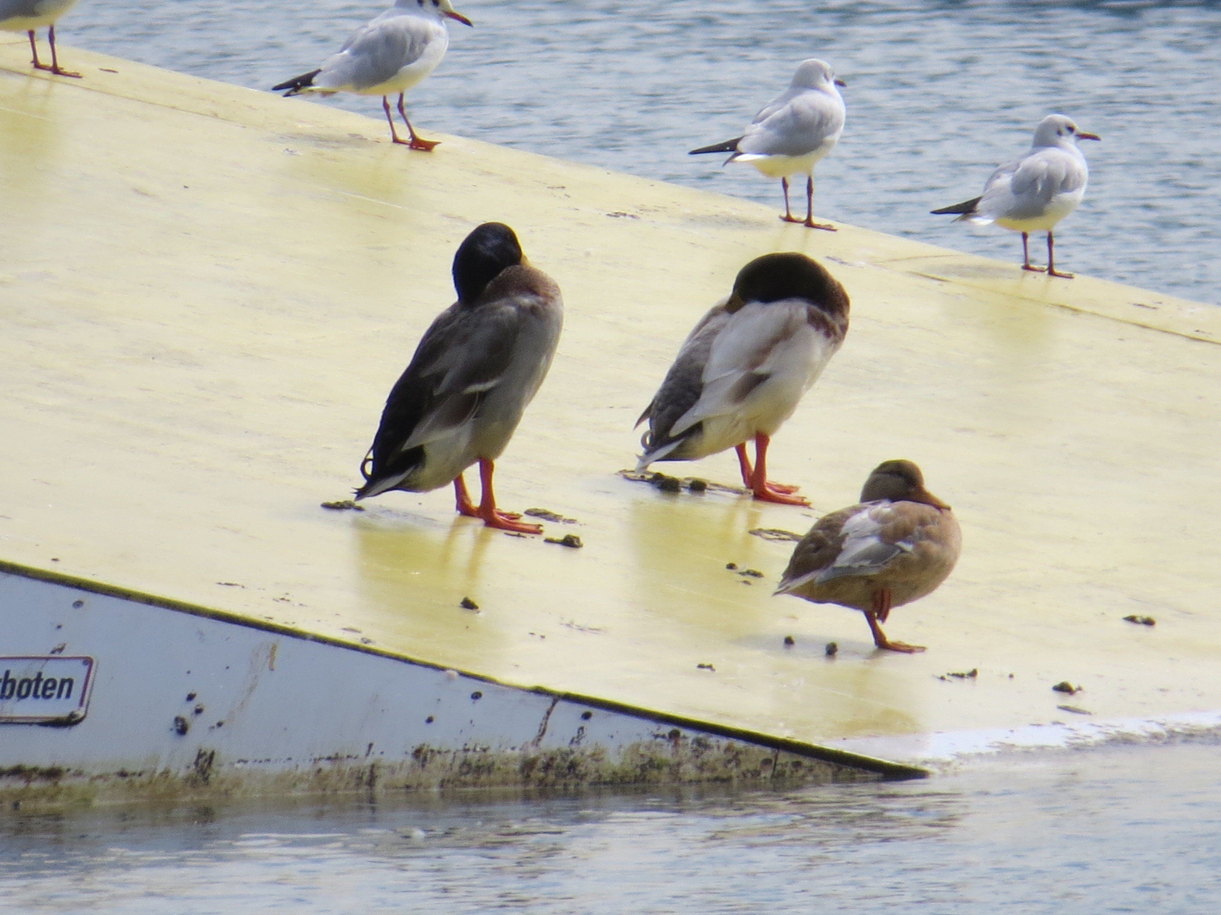 Mittagsrast am Mondsee