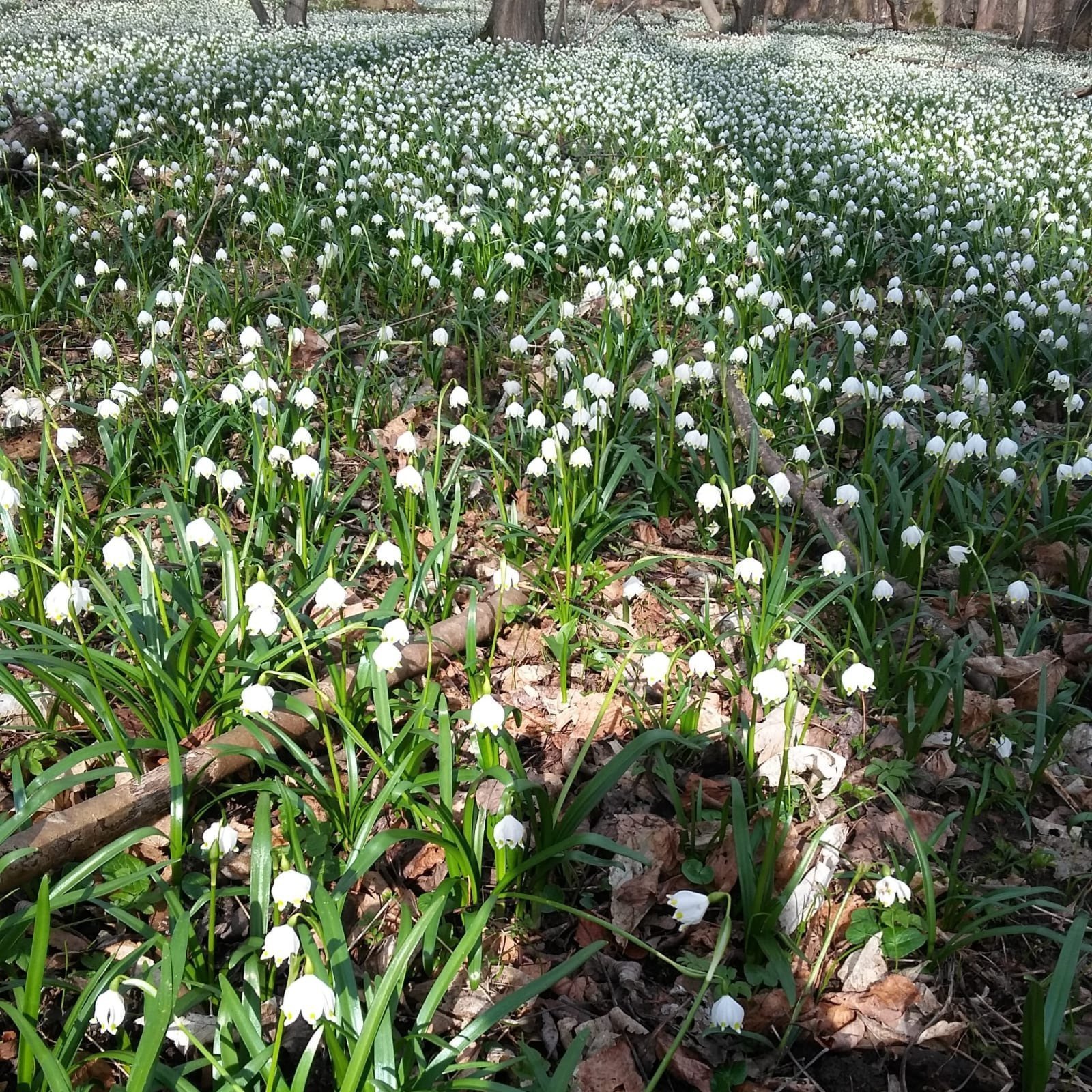 Frühling