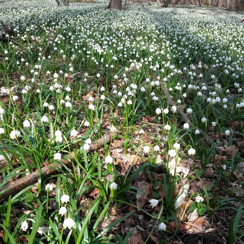 Mehr Informationen zu "Frühling"