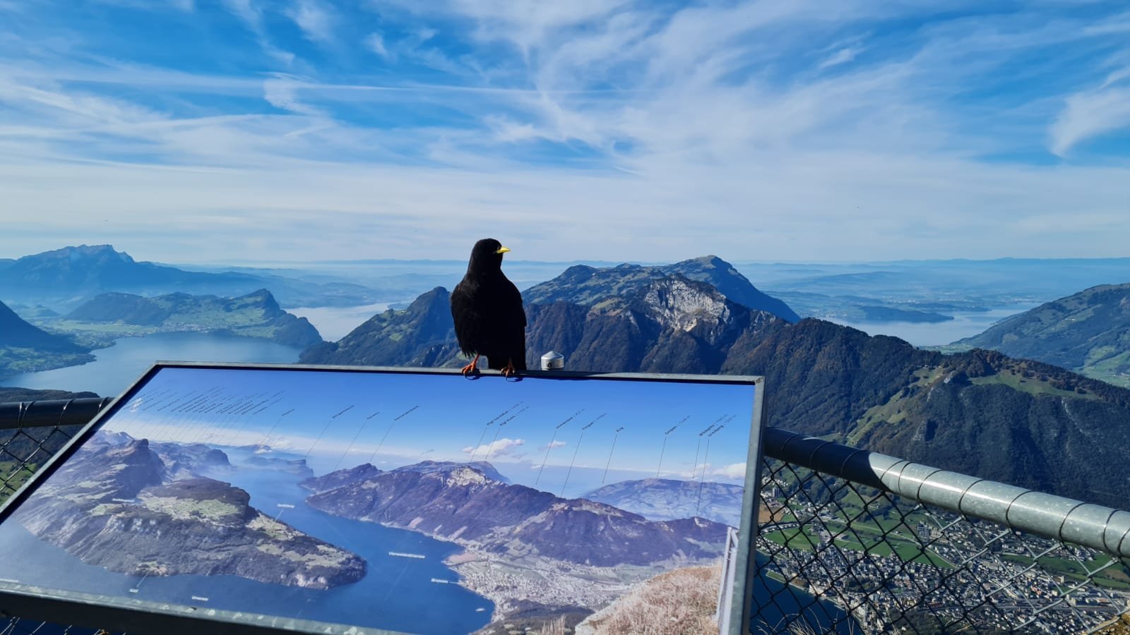 Alpendohle mit Blick auf den Vierwaldstädter See