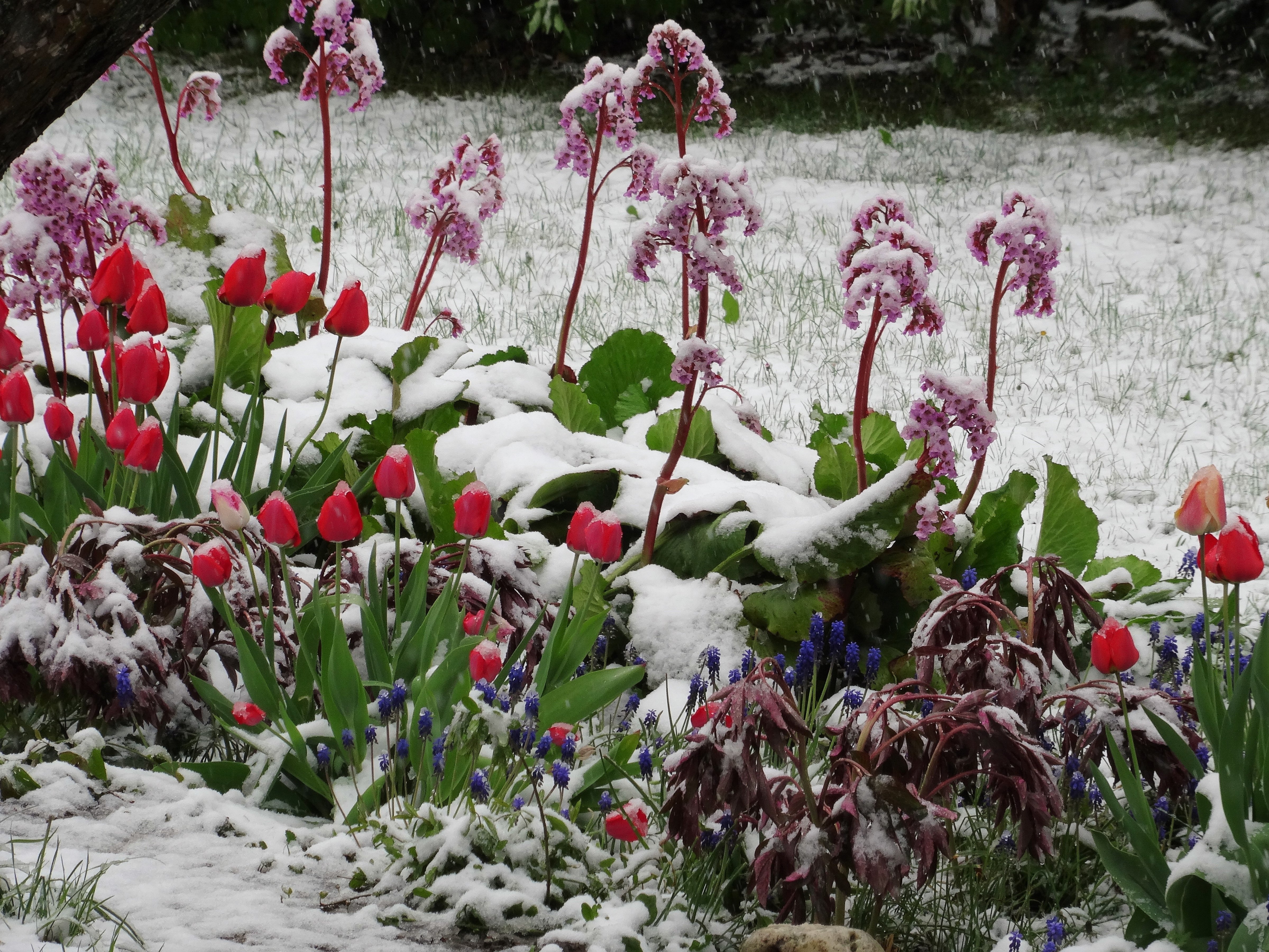 Ein letzter Gruß vom Winter 17. April 2017