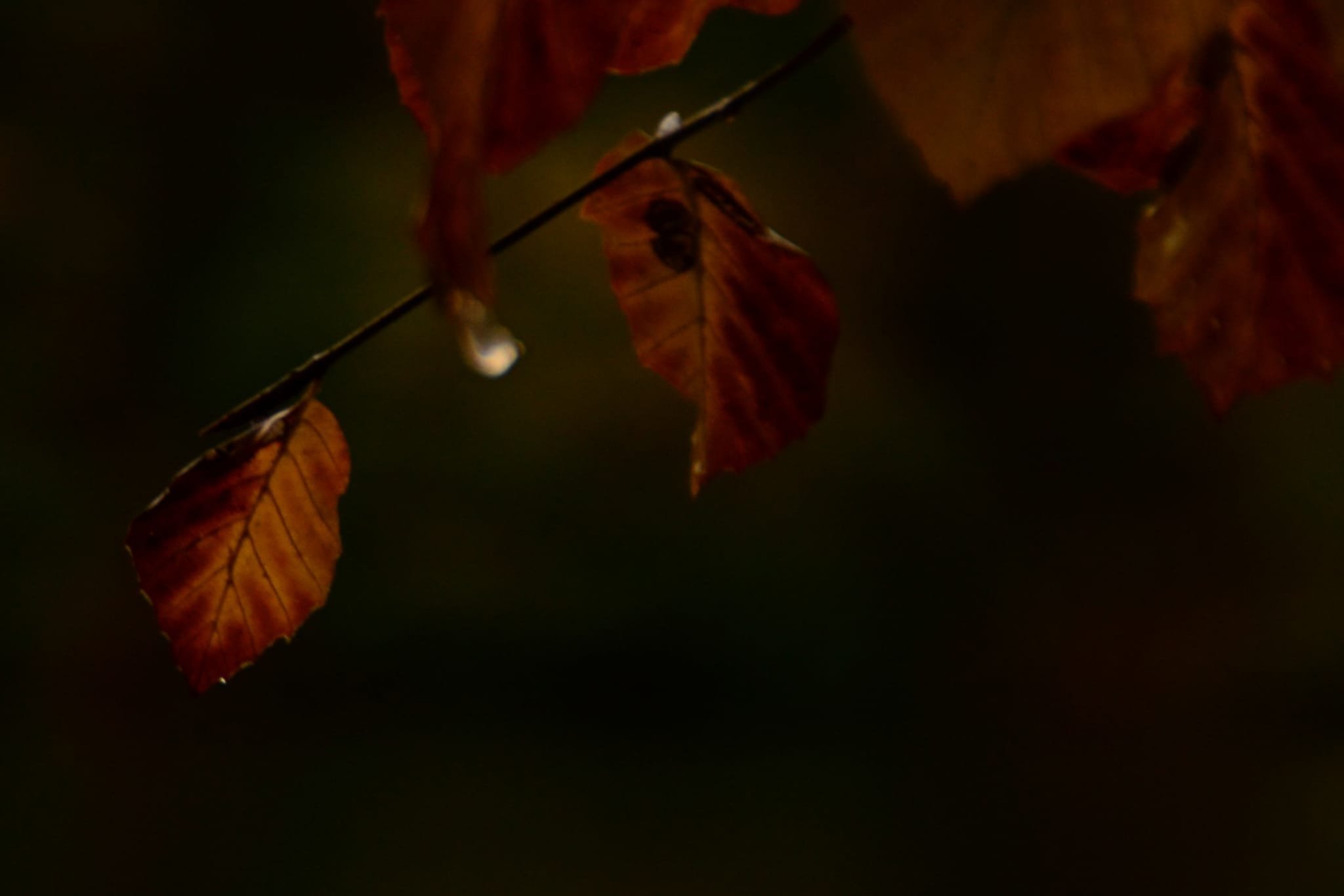 Herbstschönheit