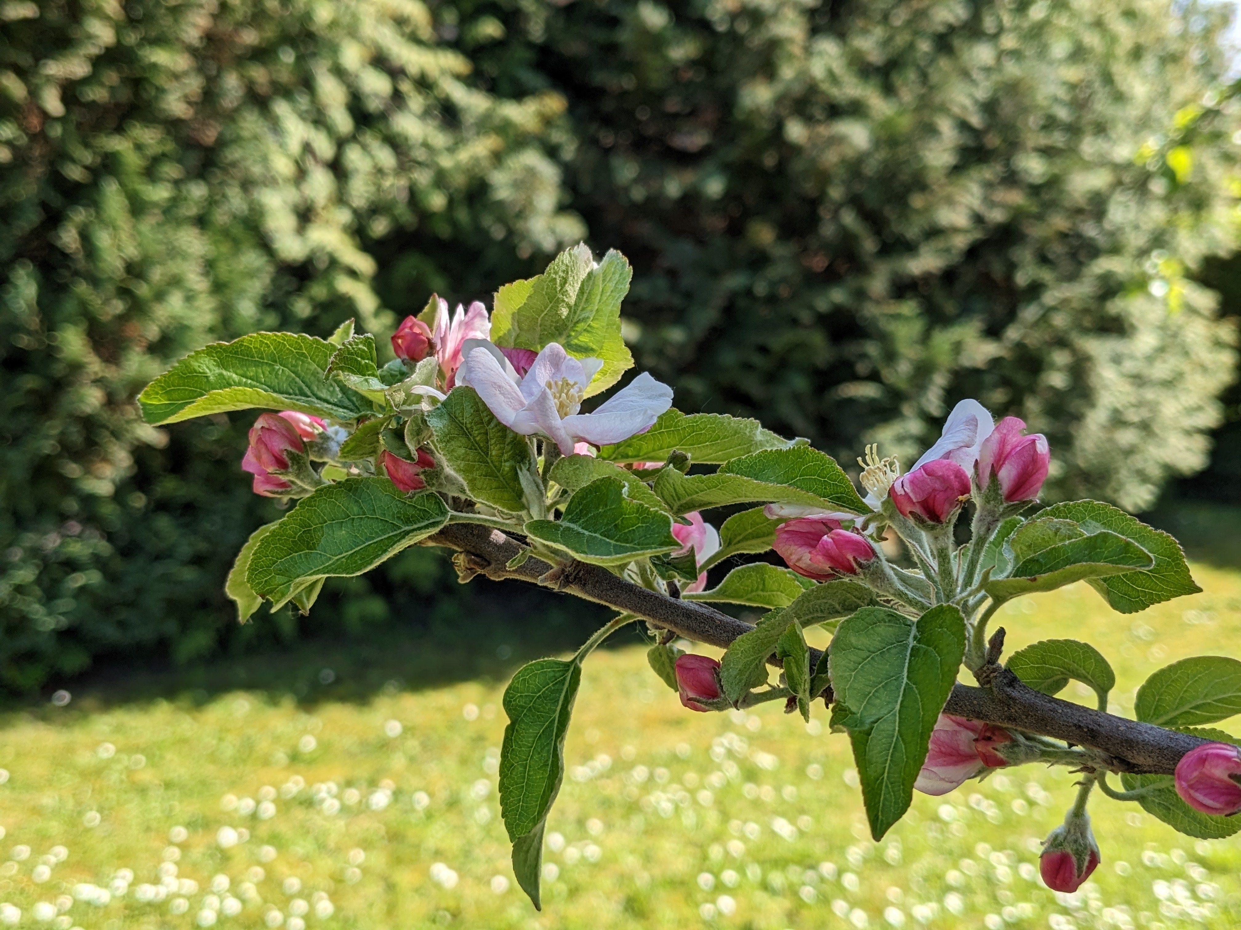 Ohne Blüte, kein Apfel