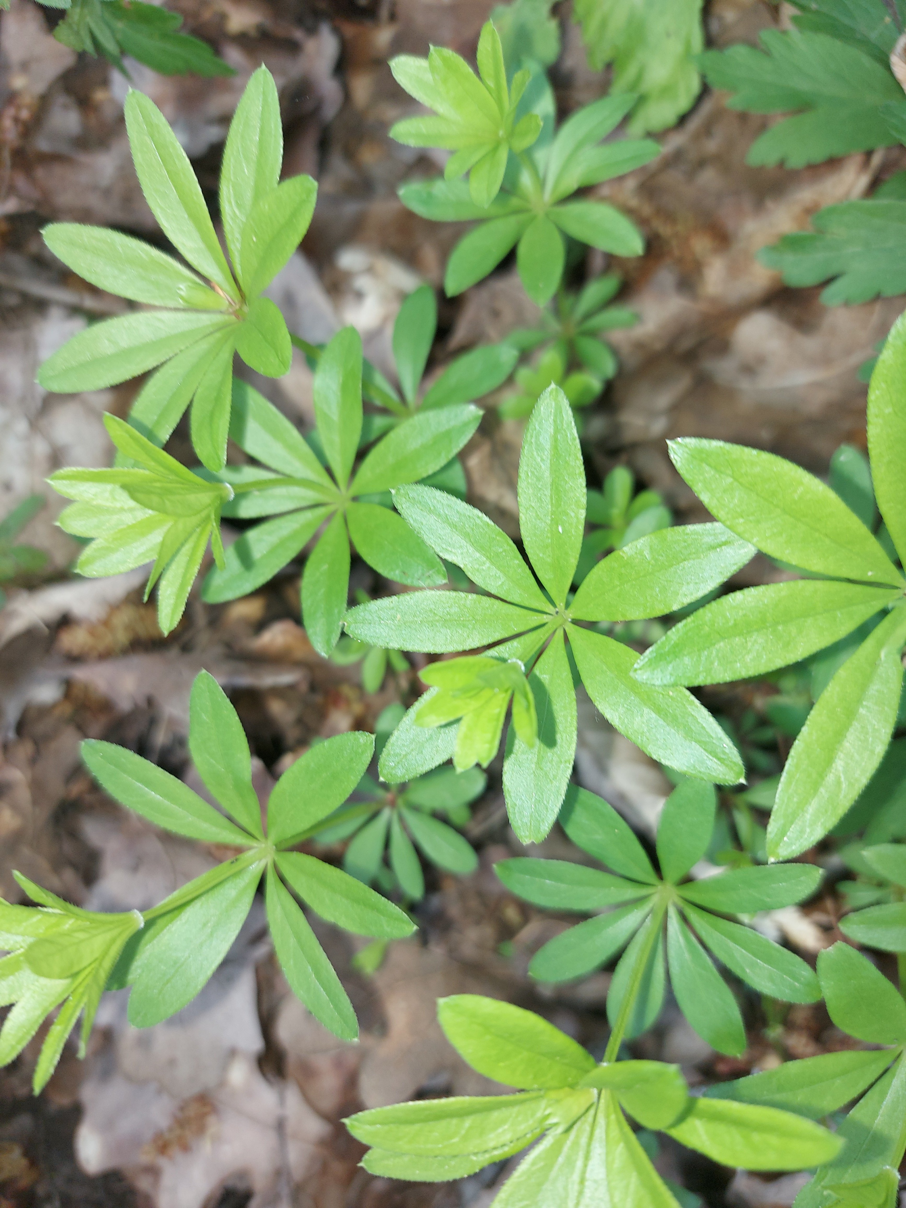 Waldmeister im Wald