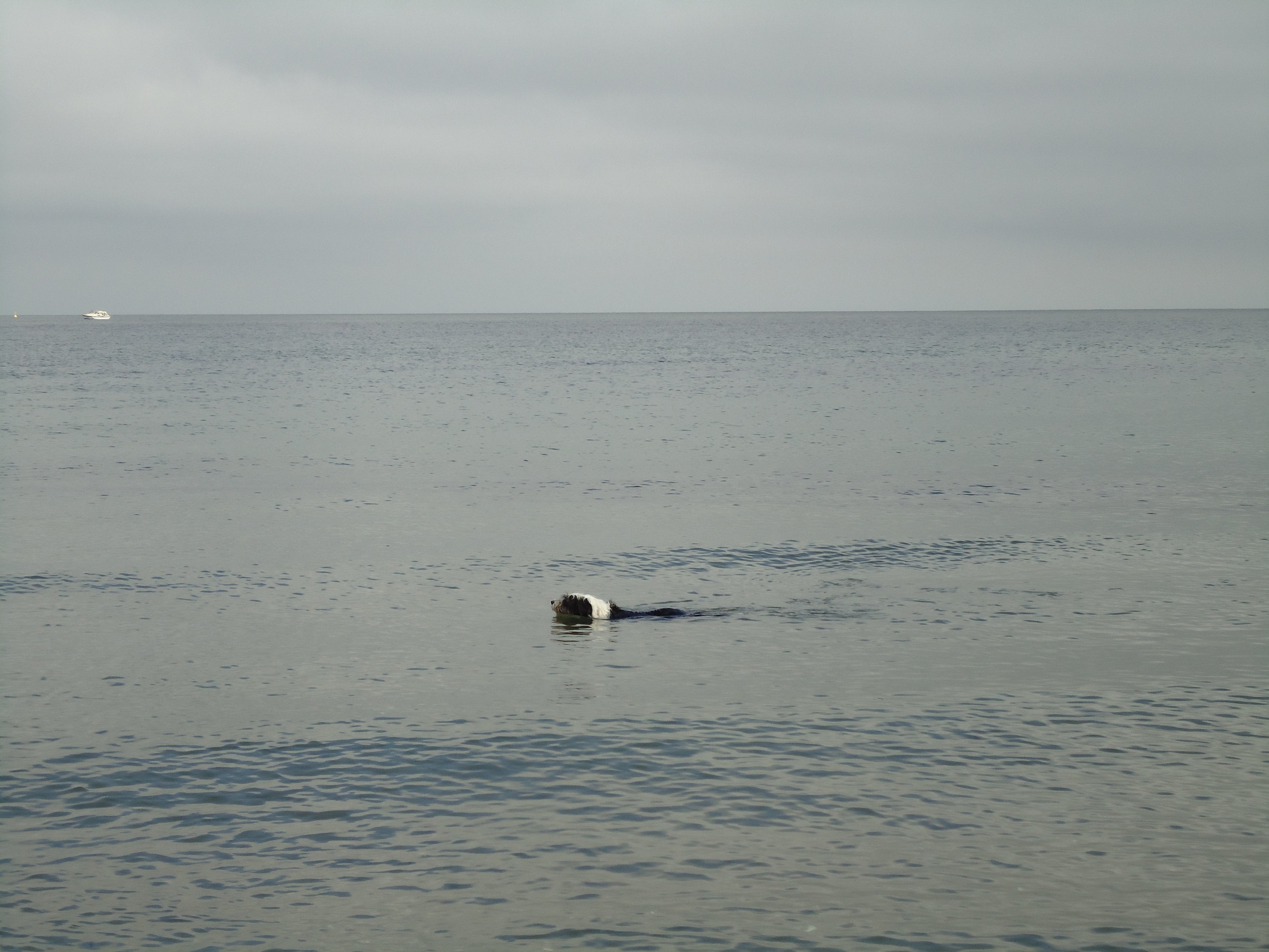 Schwimmen das Schönste