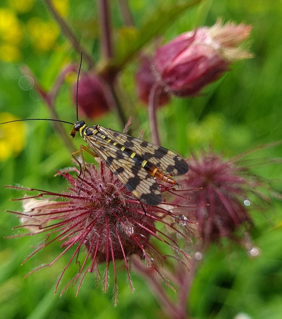 Skorbionsfliege