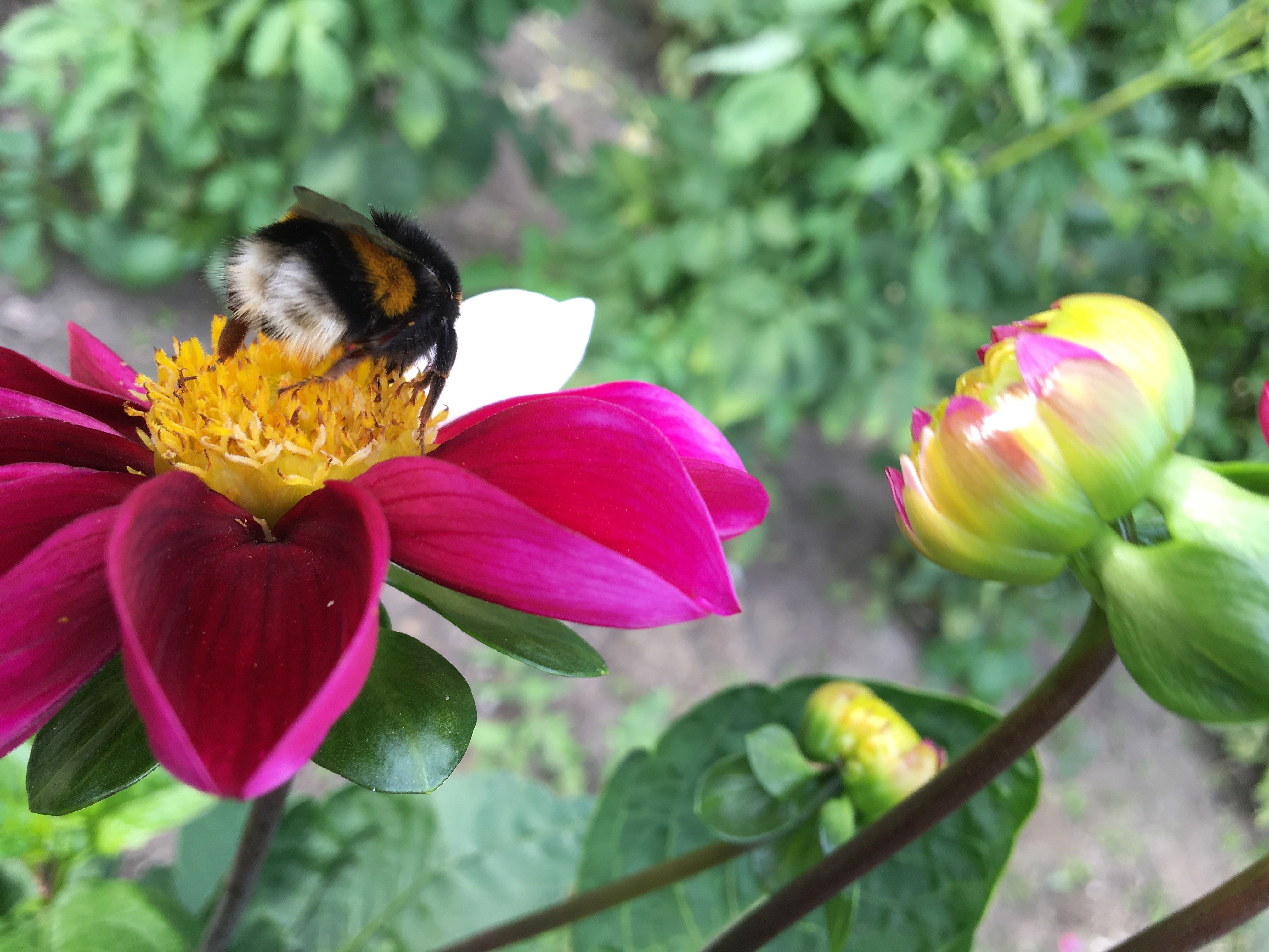 Fleißige Hummel