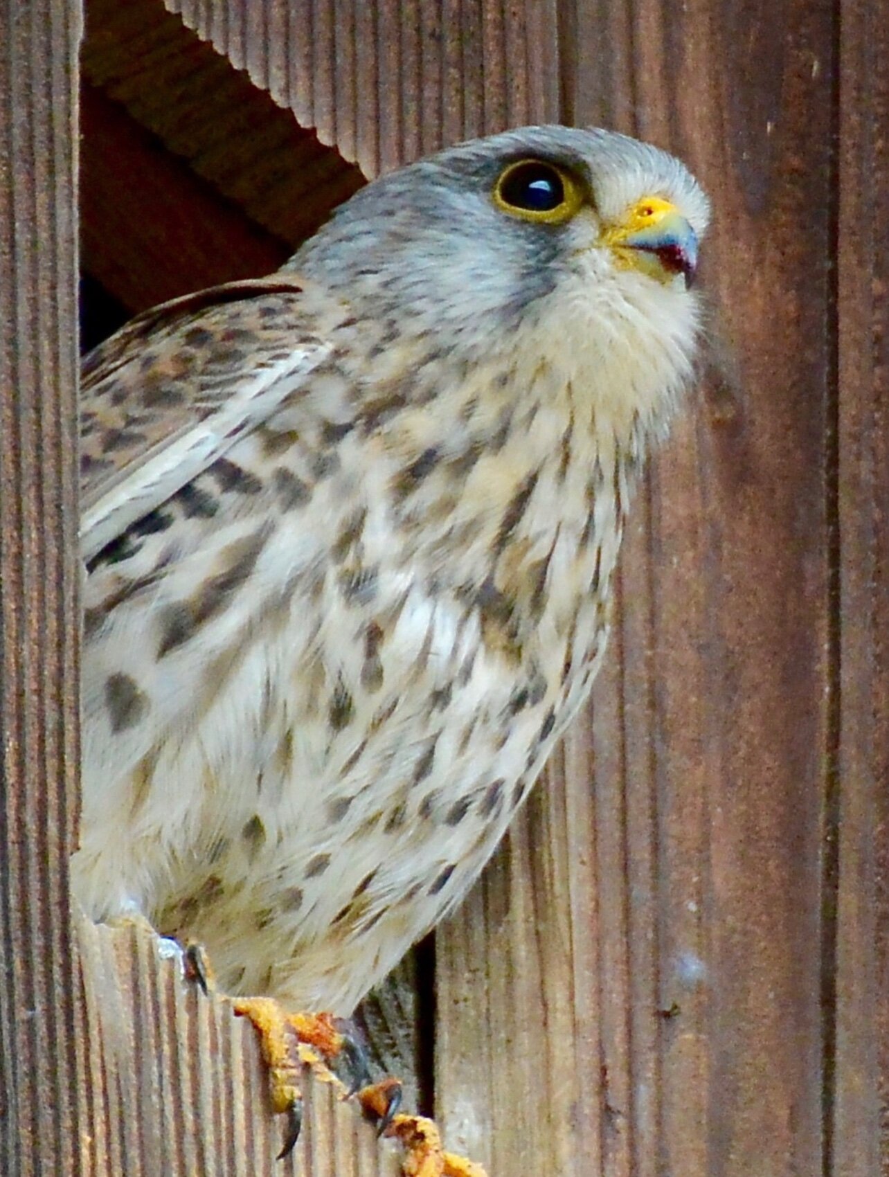 Der Turmfalke aus der Schweiz