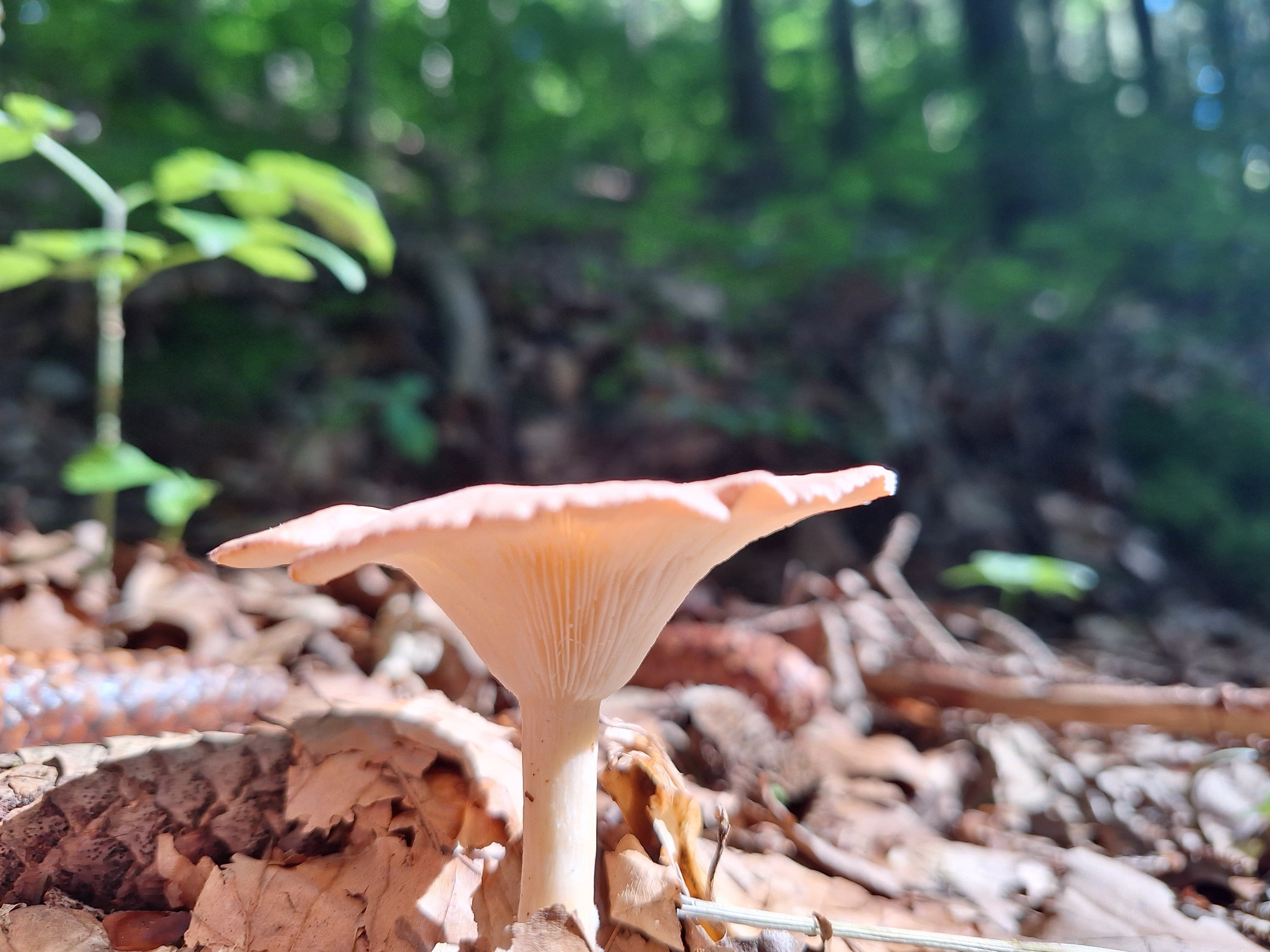 Im Wald auf einer Wanderung ein Pilz