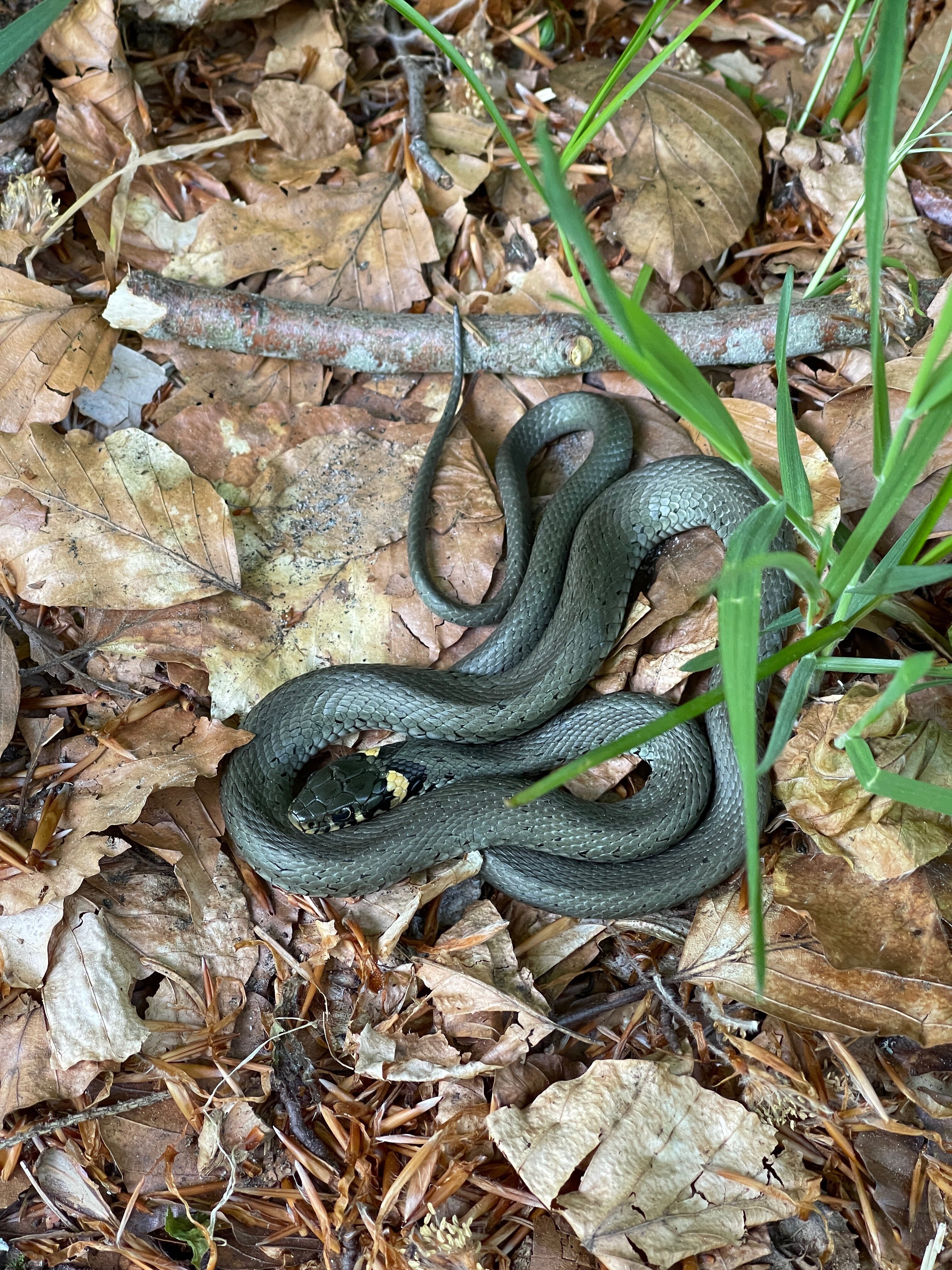 Kostbarkeit der Natur