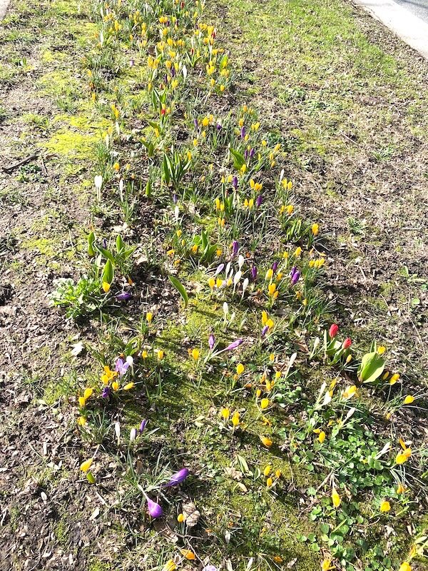 Frühlingsblumen am Strassenrand