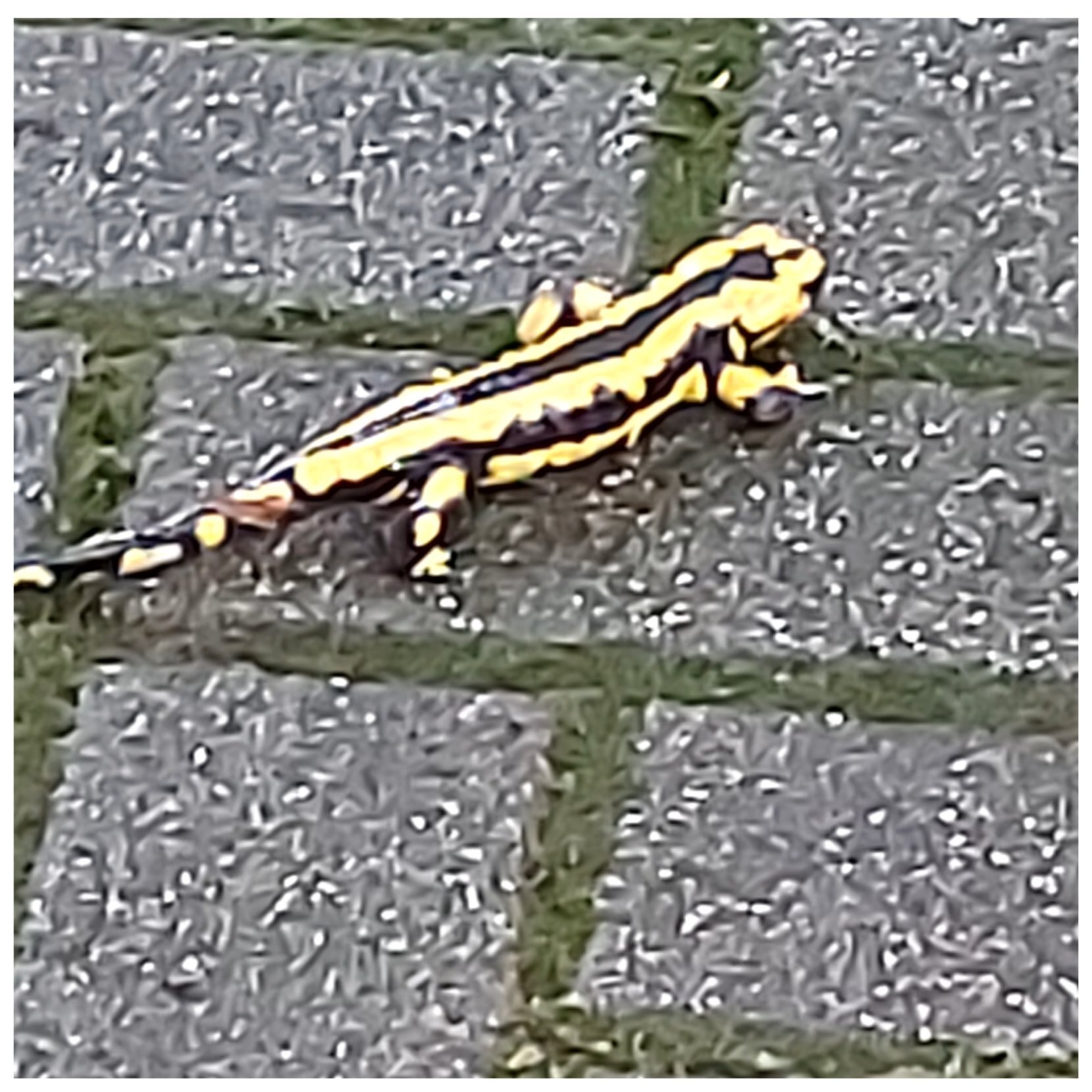 Salamander unterwegs im Schwarzwald