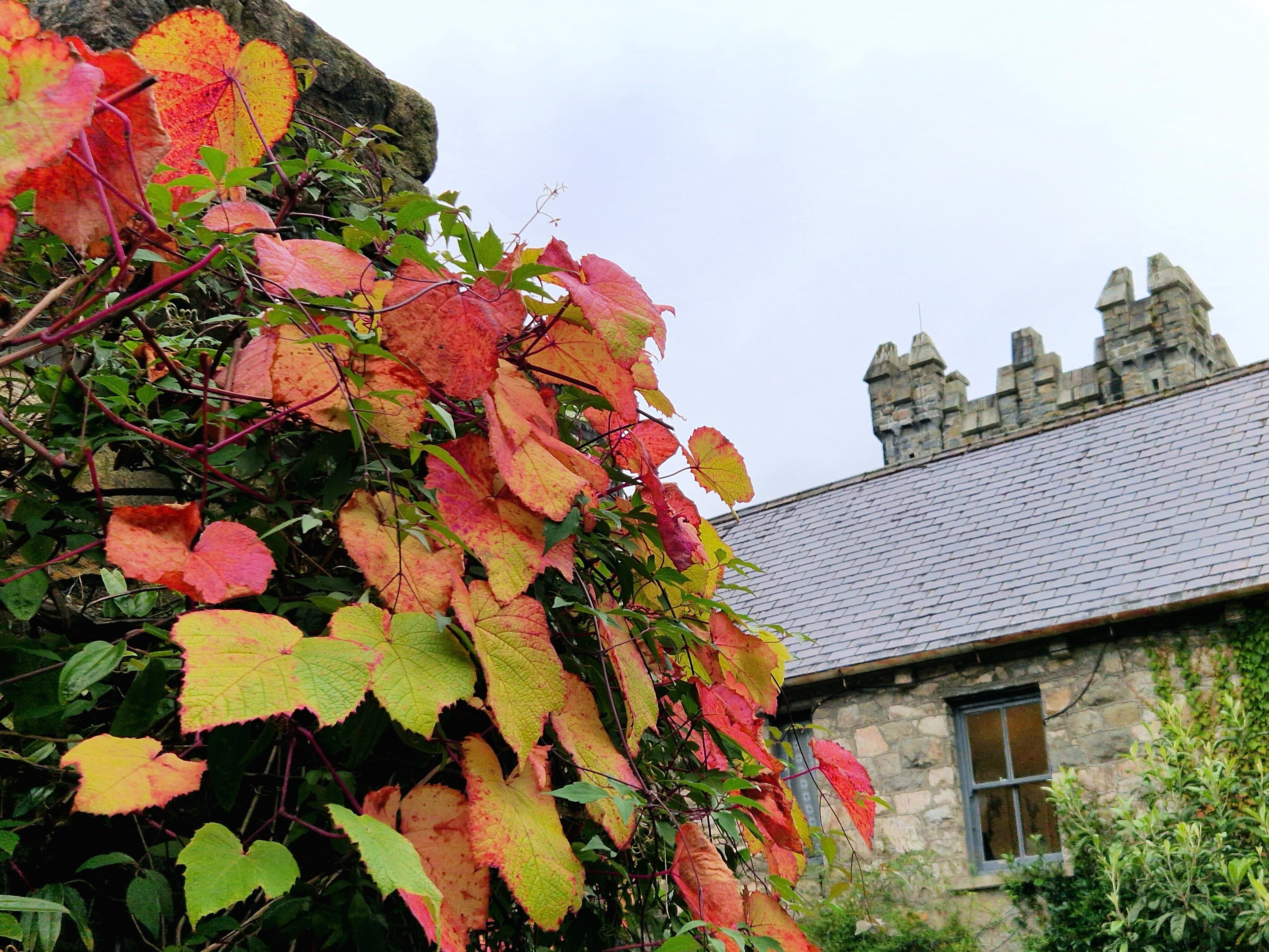 Herbstliches Irland