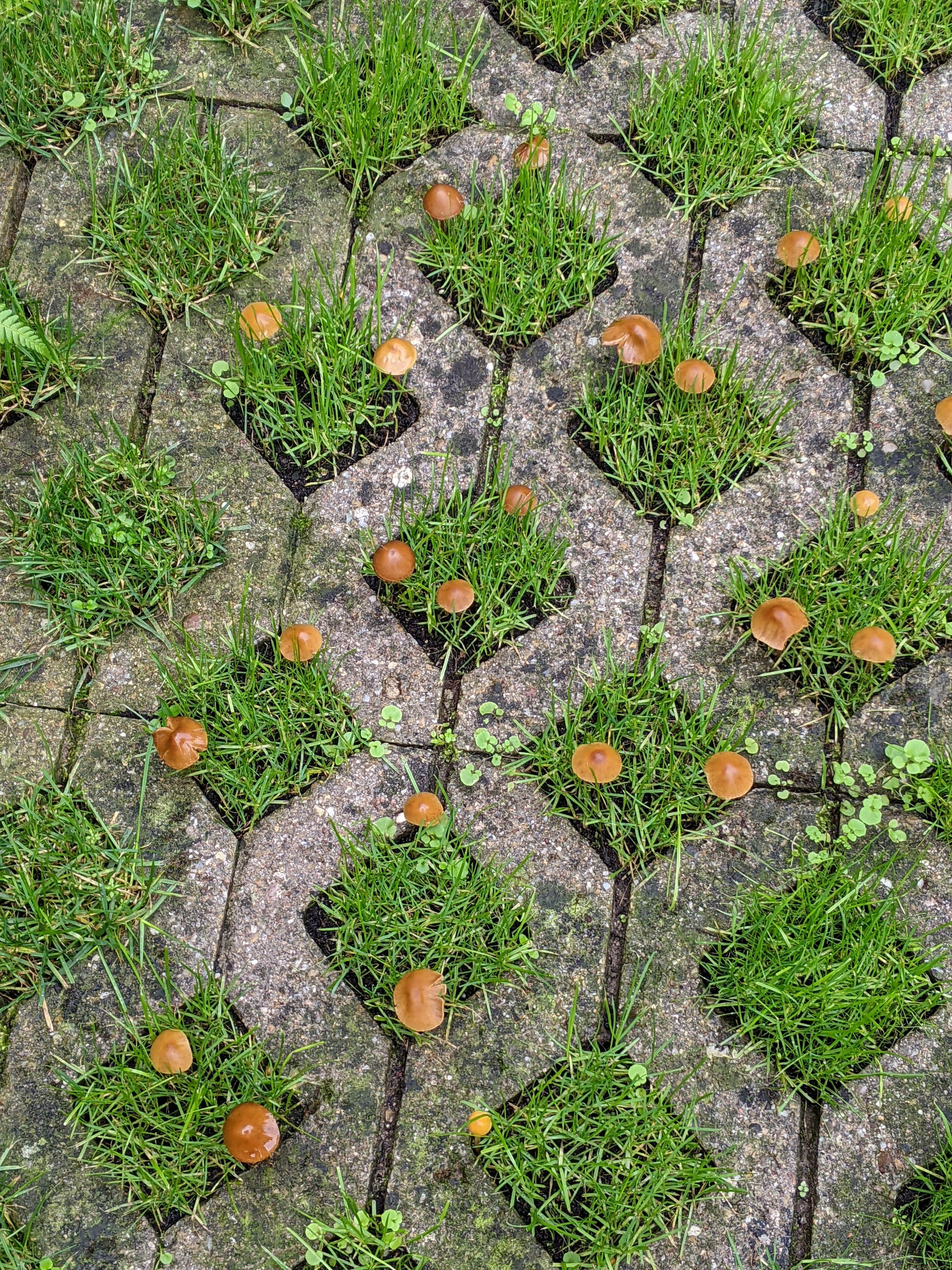 Pilze im eigenen Garten